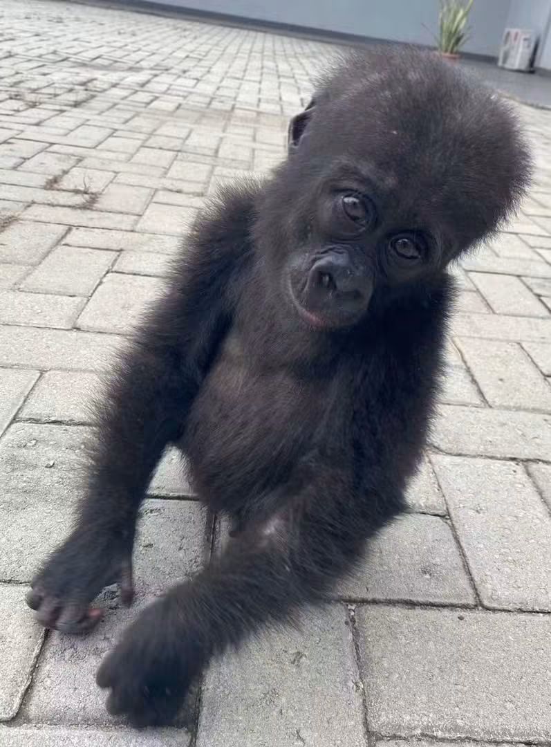Female baby gorilla, bili, rescued by officers of the Nigeria Customs Service and returned to the Republic of Congo 